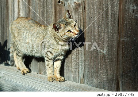 山猫 やまねこ 野良ネコの写真素材 [29857748] - PIXTA