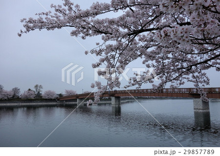 波志江沼の桜 波志江沼の桜 29857789