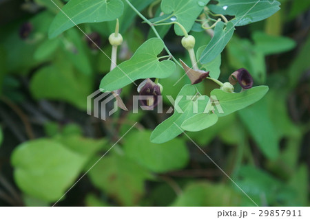 馬の鈴草 うまのすずくさ 花言葉は ユーモアのある の写真素材