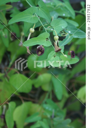 馬の鈴草　うまのすずくさ　花言葉は「ユーモアのある」 29857912