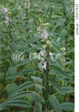 胡麻の花 胡麻の花 29857919