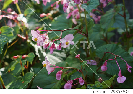 秋海棠 シュウカイドウ 花言葉は 可憐な人 の写真素材