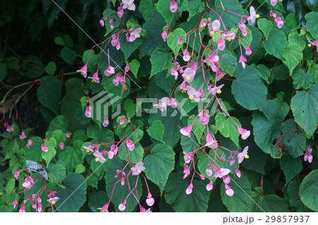 秋海棠 シュウカイドウ 花言葉は 可憐な人 の写真素材