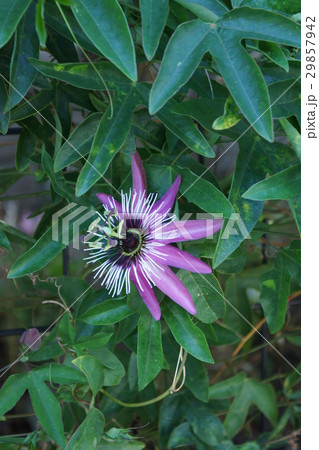 時計草 花言葉は 信じる心 の写真素材