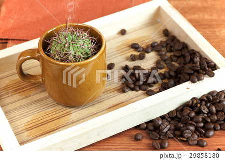 cactus in coffee cup cactus in coffee cup 29858180