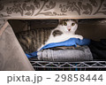 猫 ねこ ネコ 29858444