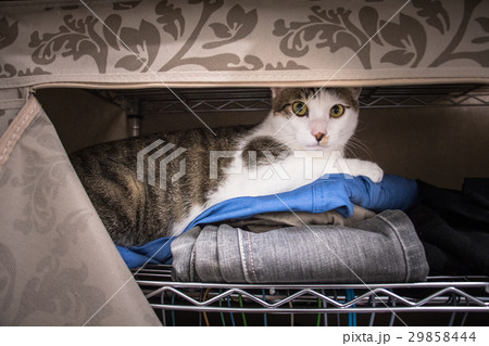 猫 ねこ ネコ 29858444