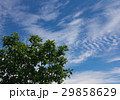 高原の木と空 29858629