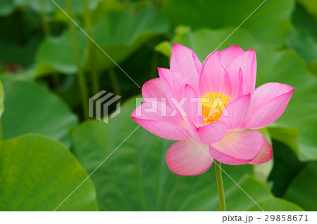 美しい蓮の花	 29858671