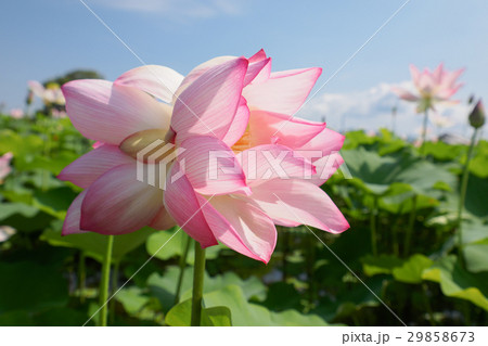 双頭蓮というハス 双頭蓮というハス 29858673