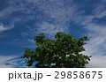 高原の木と空 29858675