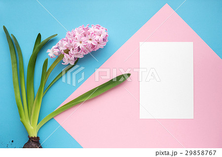 Hyacinth with greeting card. Mock up. 29858767