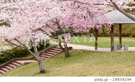 桜が満開の千里中央公園 桜が満開の千里中央公園 29859294