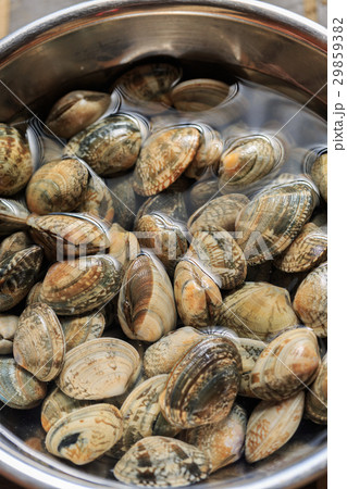 アサリ アサリ 29859382