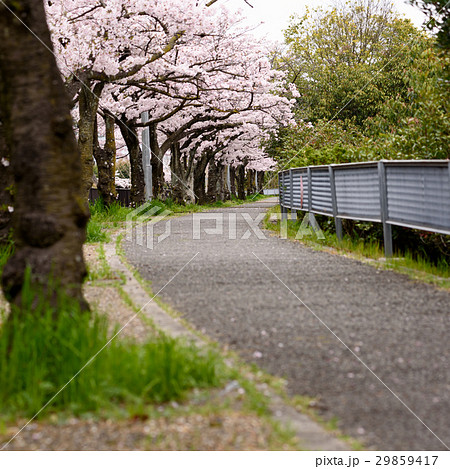 千里ニュータウンの外周の桜 29859417