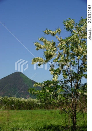 にせアカシアとさかき富士（自在山）（ハリエンジュ） 29859568