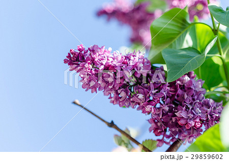 Blossoming lilac branch on the sky background 29859602