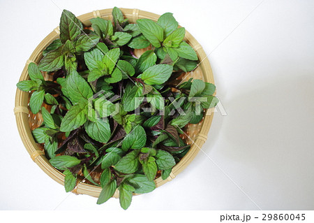 ペパーミント 29860045