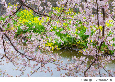 菜の花と桜 菜の花と桜 29860216