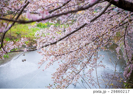 目久尻川の桜 29860217