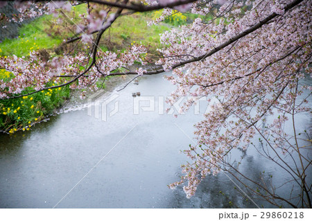 目久尻川の桜 29860218