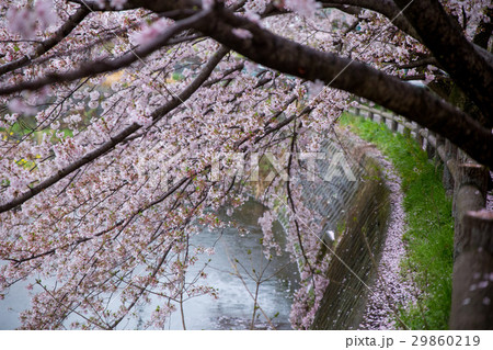 目久尻川の桜 目久尻川の桜 29860219