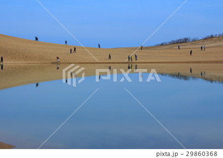 鳥取砂丘とオアシスの写真素材