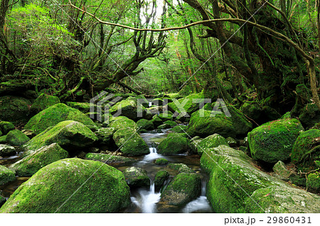 屋久島　白谷雲水峡 太鼓岩往復コースの苔むした沢 29860431
