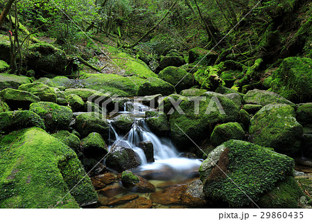 屋久島　白谷雲水峡 奉行杉コースの苔むした沢 29860435