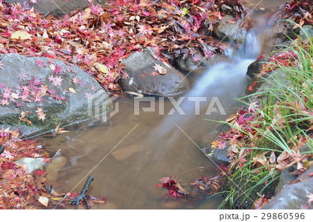 水辺の紅葉 29860596
