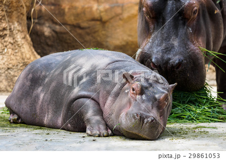 カバの親子の写真素材