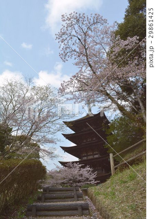 瑠璃光寺の桜 瑠璃光寺の桜 29861425