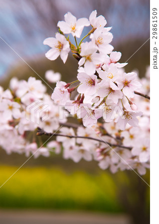 桜 桜 29861509