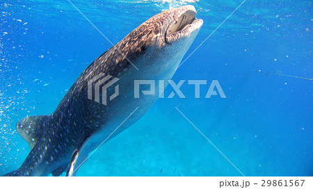 ジンベイザメ　海　自然　野生　水中写真 29861567