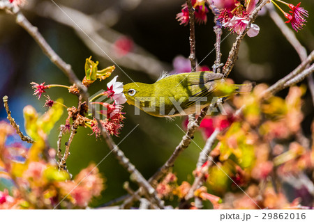 メジロ　寒桜 29862016