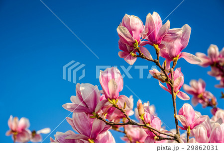 magnolia flowers on a blue sky background magnolia flowers on a blue sky background 29862031