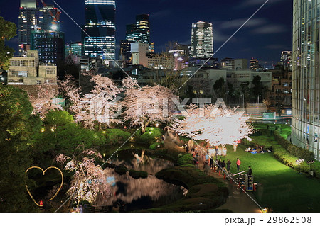 毛利庭園の桜のライトアップ 毛利庭園の桜のライトアップ 29862508