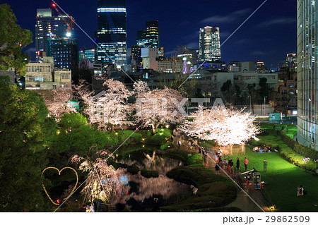 毛利庭園の桜のライトアップ 毛利庭園の桜のライトアップ 29862509