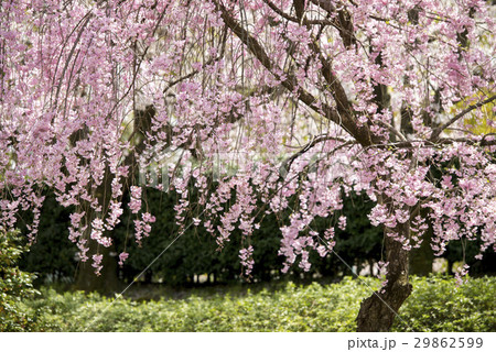しだれ桜 しだれ桜 29862599