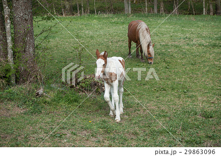 mare and foal in a meadow 29863096