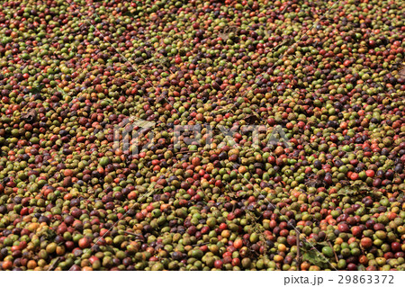 Coffee beans drying 29863372