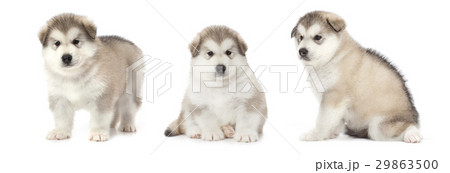 Malamute puppies Malamute puppies 29863500