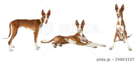 Podenco ibicenco dog over white 29863507