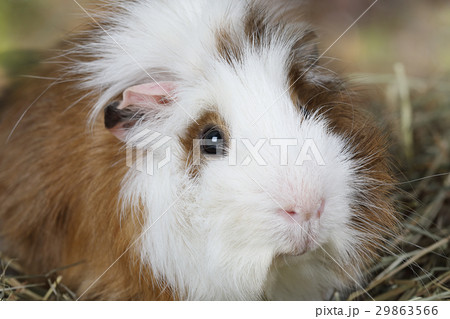 Portrait of a guinea pig Portrait of a guinea pig 29863566