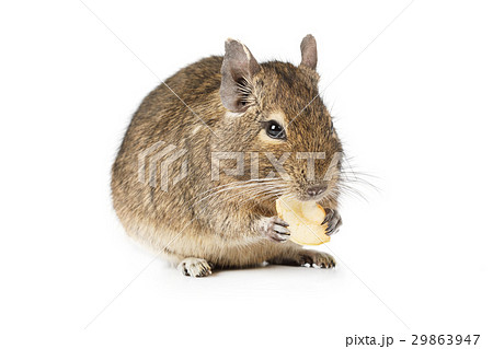 Small Degu isolated on a white background 29863947
