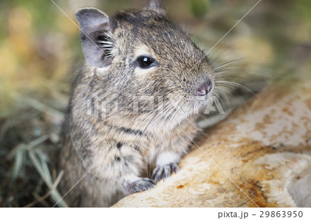 Small degu in the woods 29863950