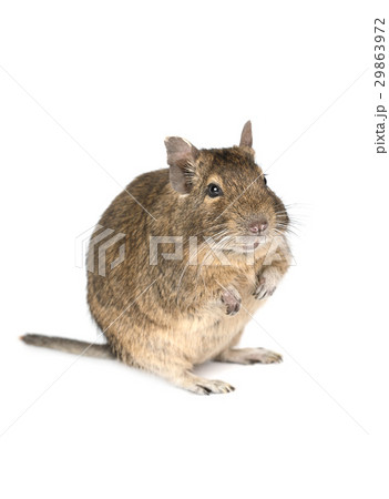 Little degu isolated on a white background 29863972