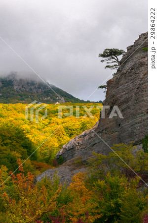 Lonely tree growing on the edge of the mountain 29864222