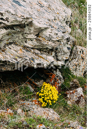 Yellow Flowers Marsh Marigold Or Giant Marsh Yellow Flowers Marsh Marigold Or Giant Marsh 29864392