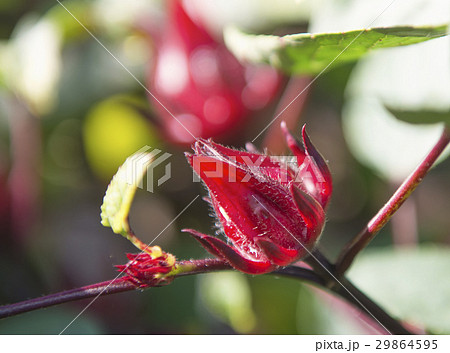 Roselle,red Roselle flowers in the garden 29864595